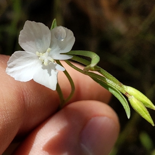 Image of Clarkia epilobioides by no rights reserved