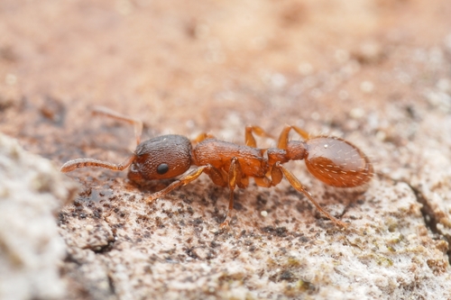 Leptothorax gredleri