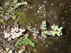 Argyrochosma nivea