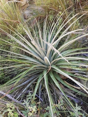 Puya meziana