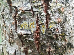 Lecanora fulvastra