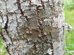 Lacrima aphanotripta