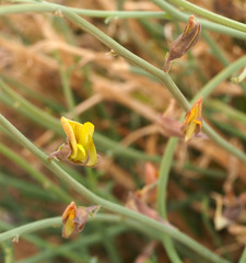 Crotalaria aegyptiaca