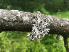 Heterodermia echinata