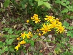 Packera coahuilensis