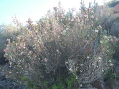 Erica strigilifolia