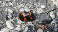 Nicrophorus maculifrons