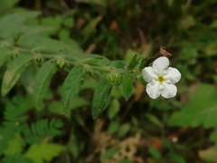 Lithospermum calcicola