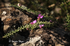 Polygala gazensis