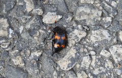 Nicrophorus maculifrons