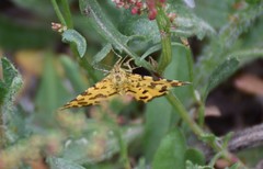 Pseudopanthera macularia