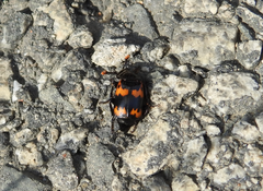 Nicrophorus maculifrons