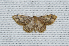 Idaea celtima