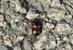 Nicrophorus maculifrons