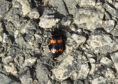 Nicrophorus maculifrons