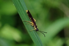 Cephidae