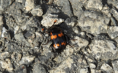 Nicrophorus maculifrons