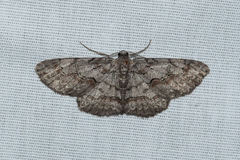 Iridopsis vellivolata