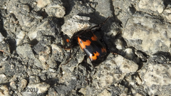 Nicrophorus maculifrons