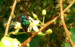 Diptera