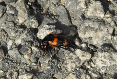 Nicrophorus maculifrons