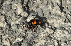 Nicrophorus maculifrons
