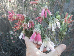 Erica strigilifolia