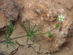 Spergularia flaccida