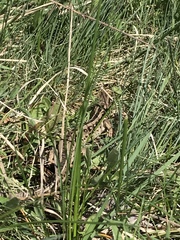 Lacerta agilis