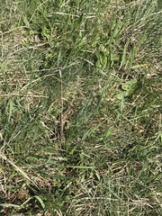 Lacerta agilis