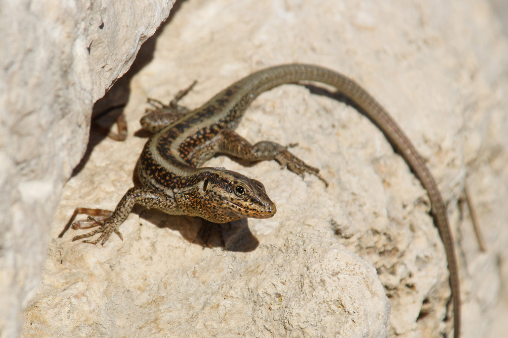 Lycian Rock Lizard