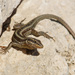 Lycian Rock Lizard - Photo (c) Siegfried Troidl, some rights reserved (CC BY-NC), uploaded by Siegfried Troidl