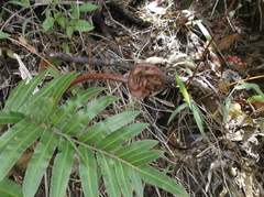 Blechnum cordatum