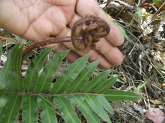 Blechnum cordatum