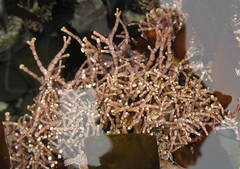 Calliarthron tuberculosum