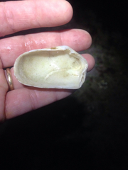 Platyodon cancellatus