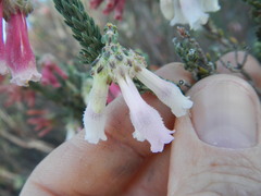 Erica strigilifolia