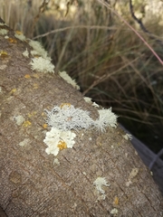 Usnea amabilis