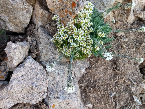 Cherleria obtusiloba