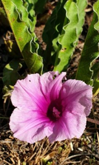 Ipomoea ommanneyi