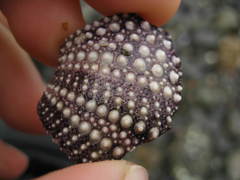 Mesocentrotus franciscanus