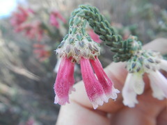 Erica strigilifolia