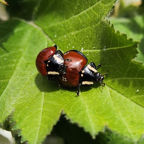 LeConte's Giant Lady Beetle