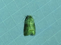 Polygrammate cadburyi