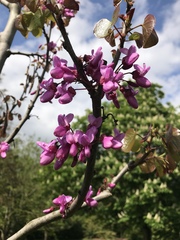 Cercis siliquastrum