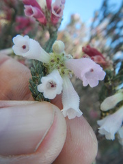 Erica strigilifolia