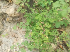 Adiantum tricholepis
