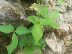 Aristolochia pentandra
