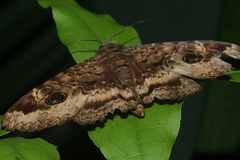 Speiredonia