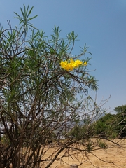 Cascabela thevetioides